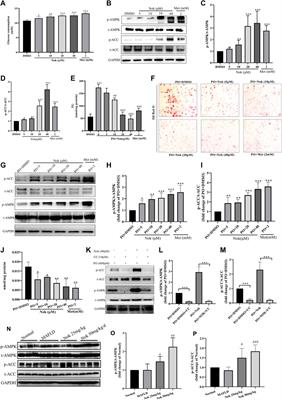 Nootkatone, a Sesquiterpene Ketone From Alpiniae oxyphyllae Fructus, Ameliorates Metabolic-Associated Fatty Liver by Regulating AMPK and MAPK Signaling